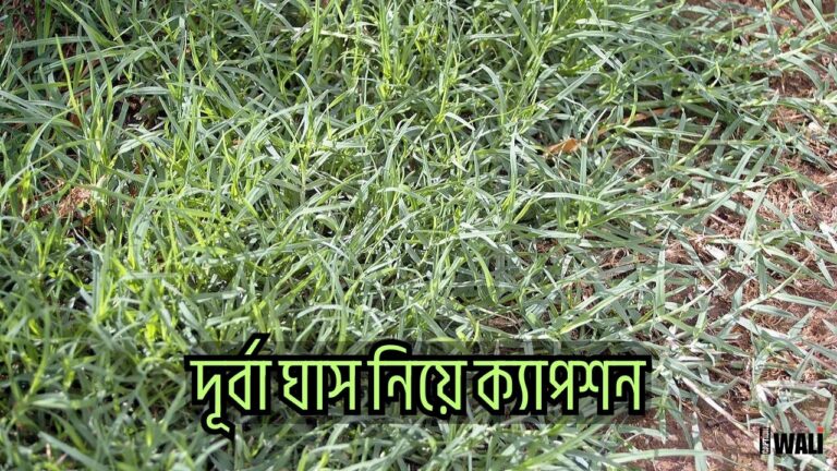 দূর্বা ঘাস নিয়ে ক্যাপশন